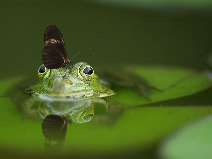 Visuel de l’événement « Balade nature dans le marais en famille »