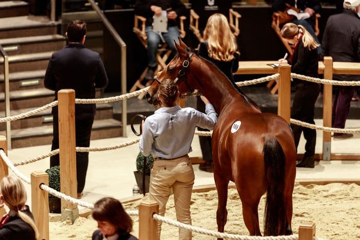 Visuel de l’événement « Visite guidée des ventes de yearlings d'octobre d'Arqana »