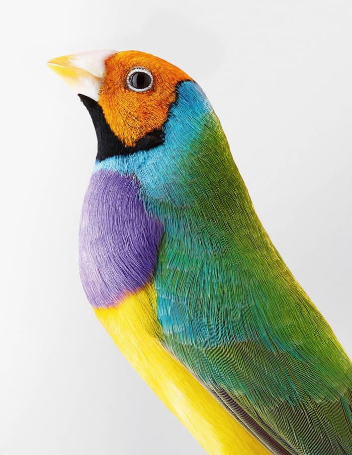 Visuel de l’événement « Conférence Fête de la science : Des oiseaux - quand la photographie rencontre l’ornithologie ! »