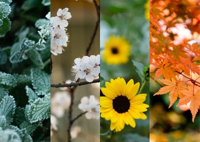 Visuel de l’événement « Les Quatre Saisons du Jardinier »