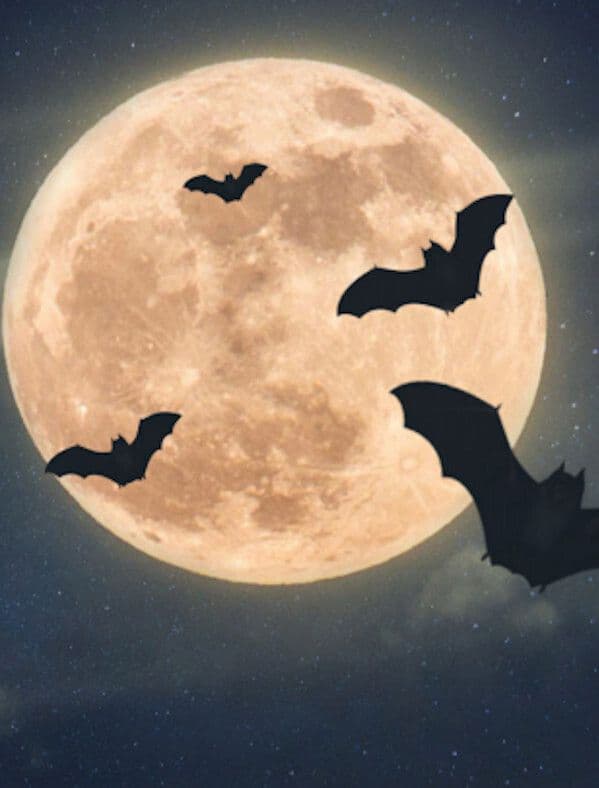 Visuel de l’événement « Nuit de la Chauve-souris au Château de Crévecoeur-en-Auge »