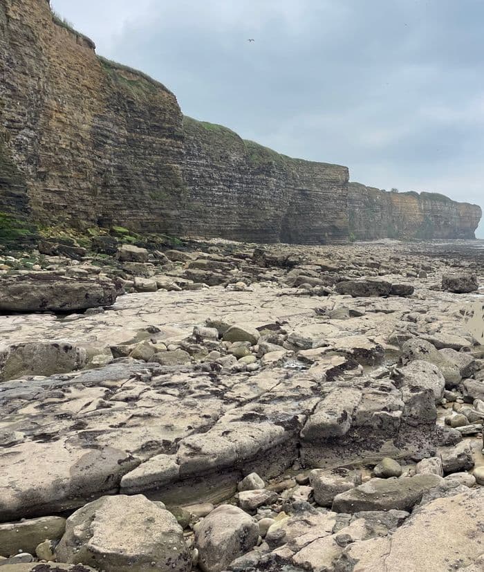 Visuel de l’événement « Découverte des oiseaux des falaises du Bessin »