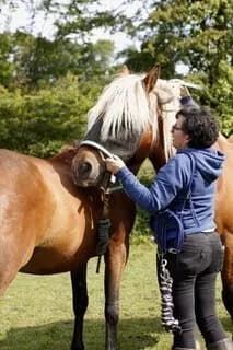 Visuel de l’événement « Découverte des soins alternatifs pour les chevaux et rencontre avec les praticiens »