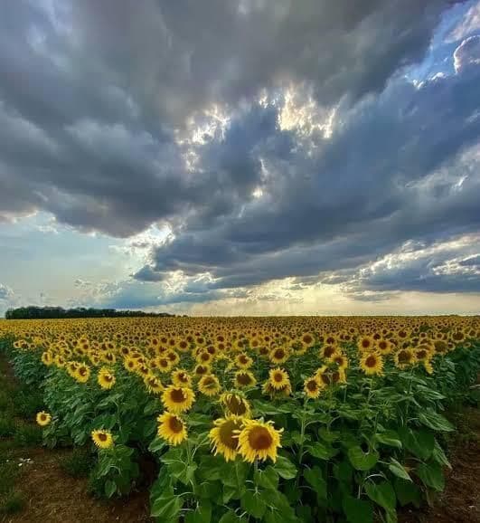 Visuel de l’événement « Exposition : Paysages nourriciers du Loiret »
