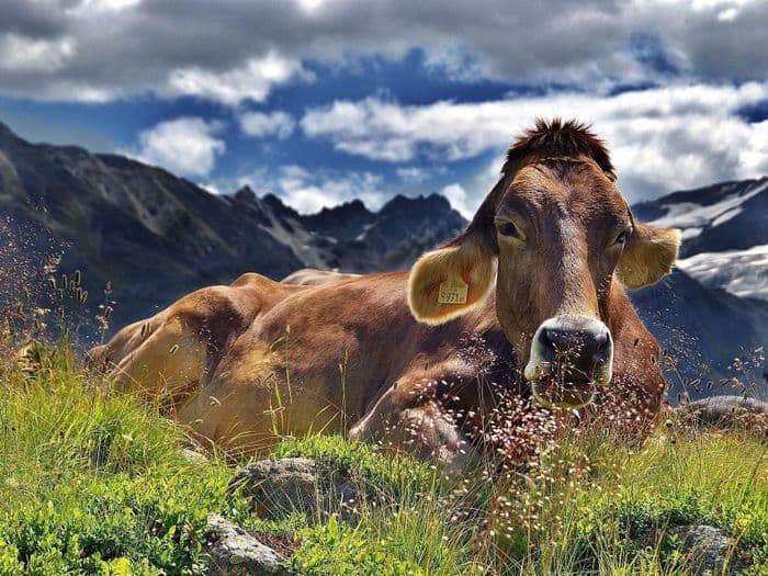 Visuel de l’événement « Exposition - Les vaches, histoires à ruminer »