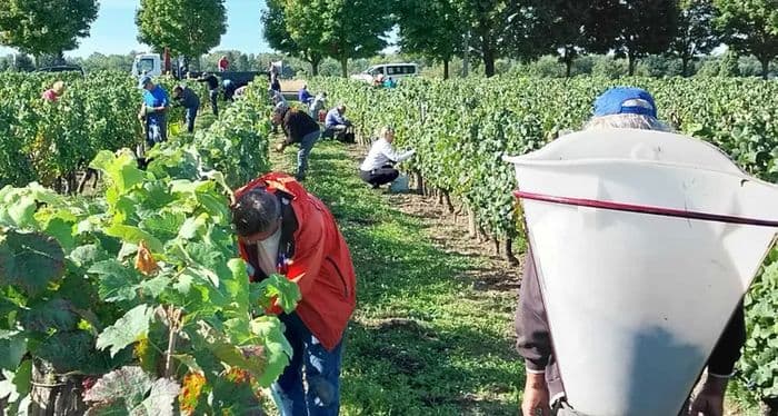 Visuel de l’événement « Vendanges 2026 des vignes de Chécy »