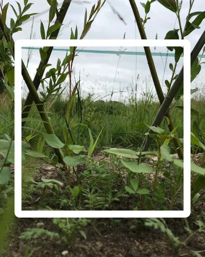 Visuel de l’événement « Semer des engrais verts au jardin - Série Les Ateliers Soin des Plantes »