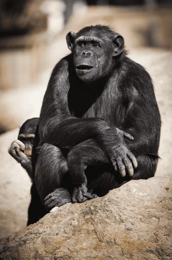 Visuel de l’événement « Jane Goodall au secours des chimpanzés du Congo »