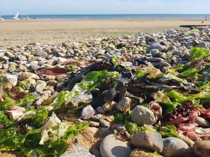 Visuel de l’événement « Contes d'une plage vivante »