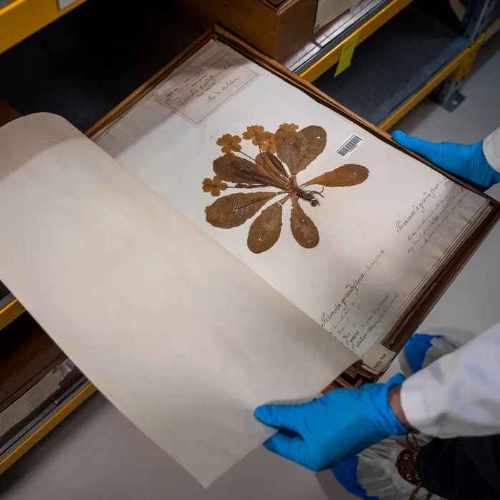 Visuel de l’événement « Plantes d'ici mémoires d'ailleurs, un herbier du monde »