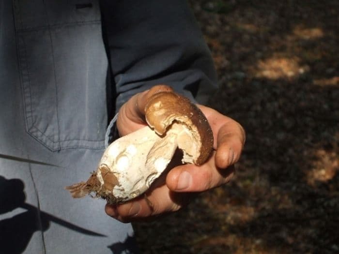 Visuel de l’événement « Découverte des champignons en forêt de Cerisy »