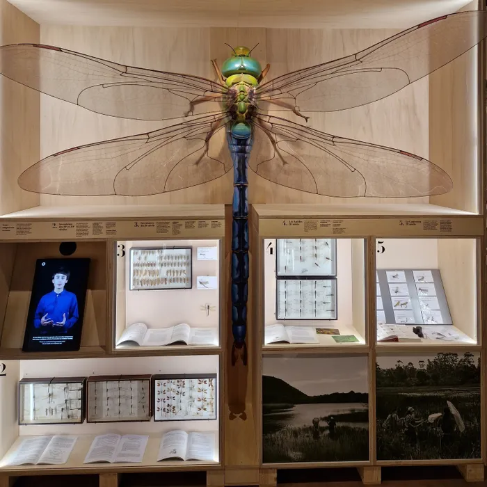Visuel de l’événement « Libellules et autres insectes »