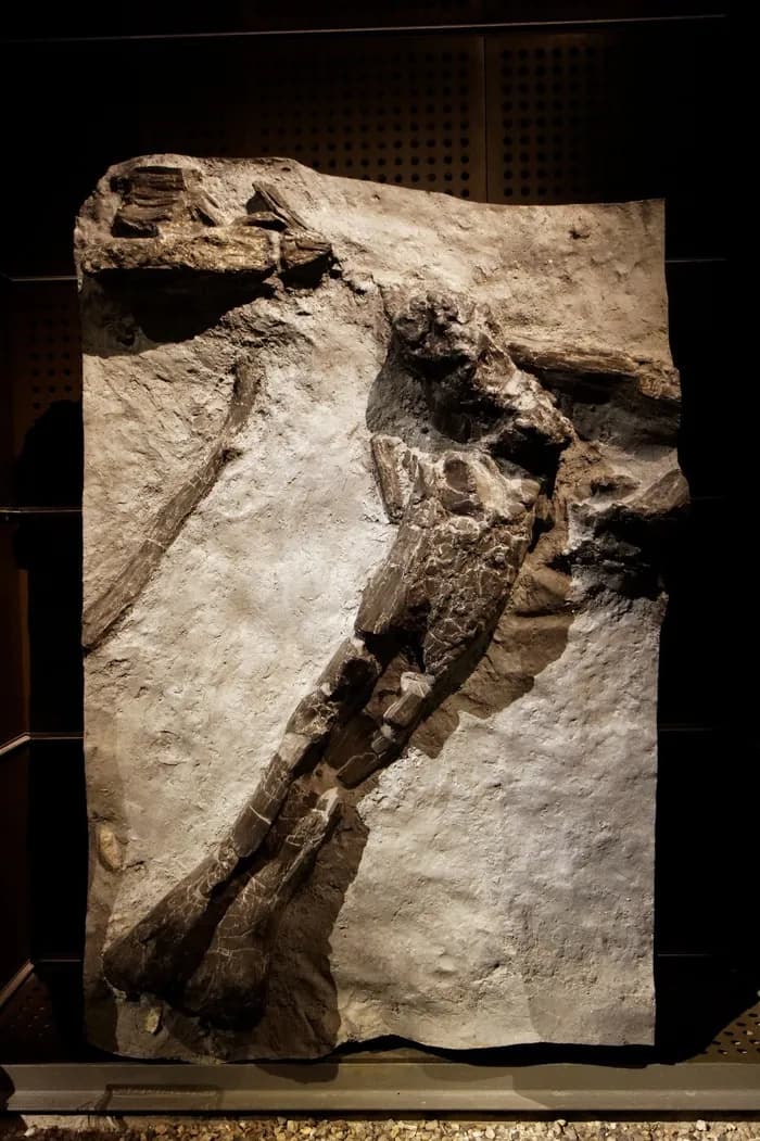 Visuel de l’événement « Angeac, Les plus grands dinosaures »