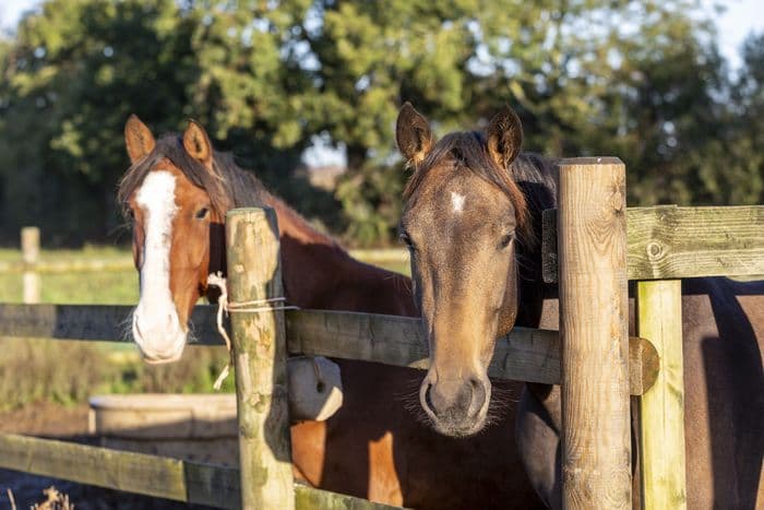 Visuel de l’événement « Après-midi découverte des métiers du cheval à l’écurie d’Hérouvillette »