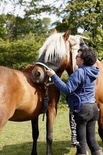 Visuel de l’événement « Découverte des soins alternatifs pour les chevaux et rencontre avec les praticiens »
