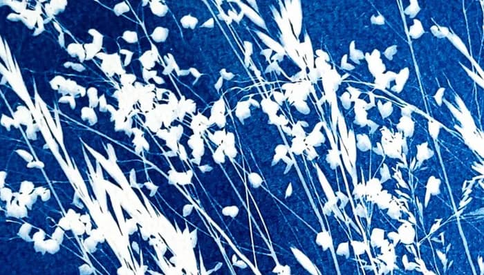 Visuel de l’événement « Cyanotype (+ 6 ans) »