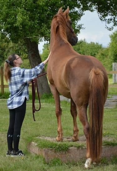 Visuel de l’événement « Portes ouvertes du Horse Park de la Ferme de la Baronnie »