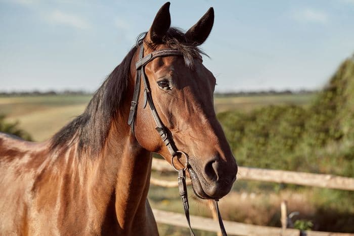 Visuel de l’événement « Rencontre autour du cheval »