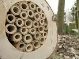 Visuel de l’événement « SEVRES - 🐝🌿 Des gîtes à insectes pour accueillir la biodiversité »