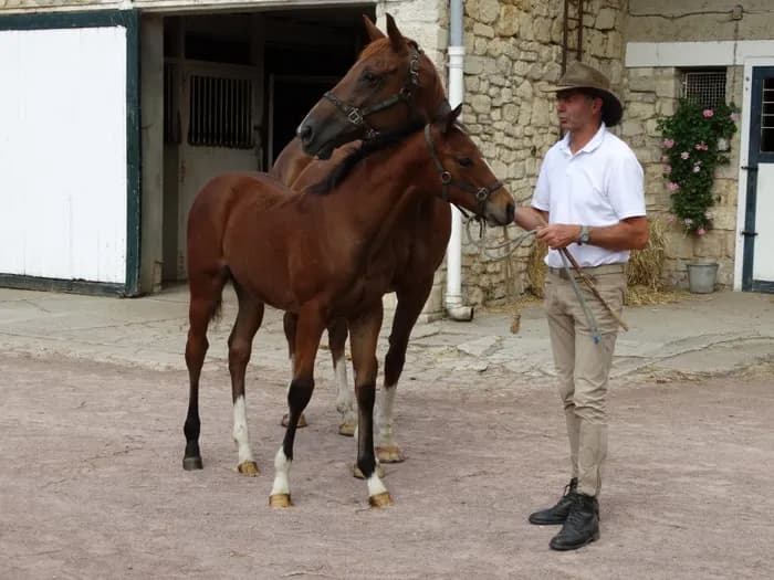 Visuel de l’événement « Visite du Haras d'Ecajeul »