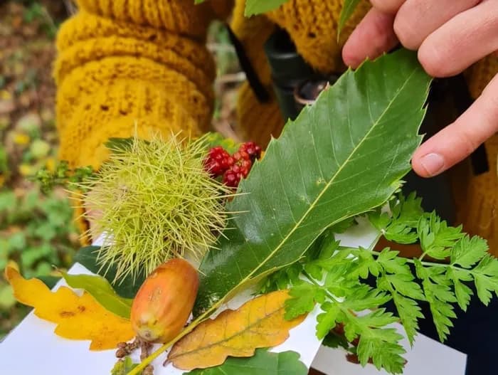Visuel de l’événement « Sortie nature entre rivière et forêt à l’automne »
