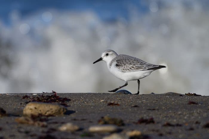 Visuel de l’événement « VIERVILLE-SUR-MER/14 : Découverte des oiseaux des falaises du Bessin »