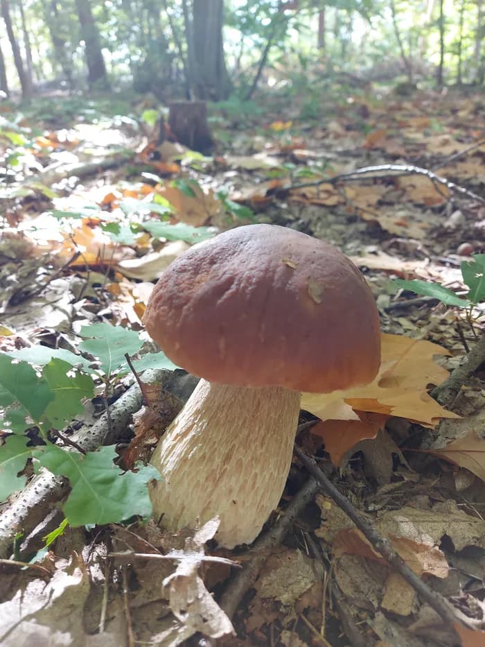Visuel de l’événement « Les champignons »