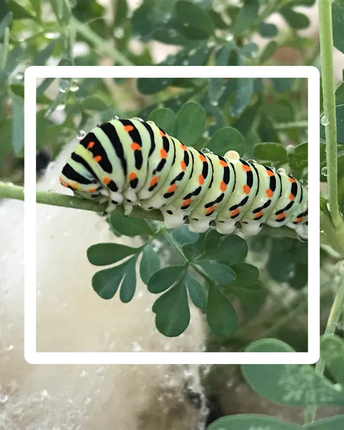 Visuel de l’événement « Atelier EVEIL NATURE parents-enfants »