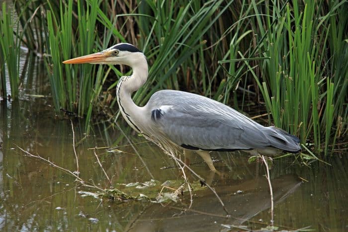 Visuel de l’événement « La faune de la Loire avec la Ligue pour la protection des oiseaux »