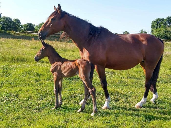 Visuel de l’événement « Visite et inauguration de la piste de trot du Haras de Saint-Blaize »