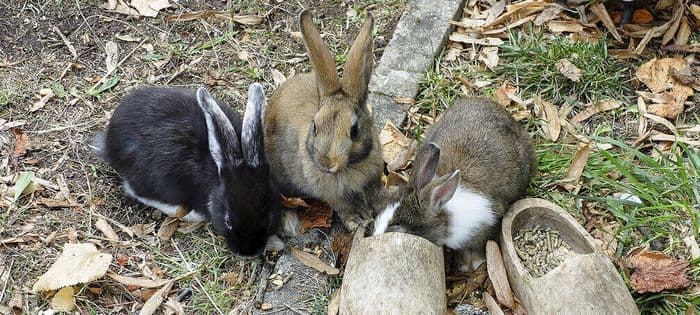 Visuel de l’événement « Fermes pédagogiques éphémères »
