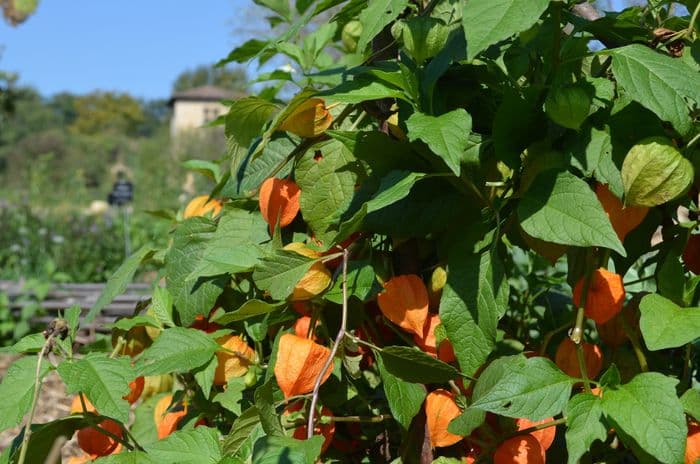 Visuel de l’événement « Histoire d’une plante : l’alkékenge »