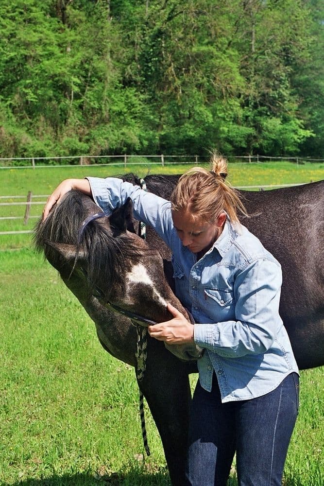 Visuel de l’événement « Portes ouvertes de l’école européenne d’ostéopathie animale »