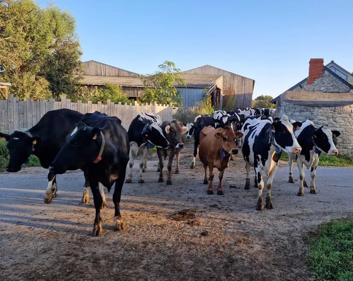 Visuel de l’événement « Visitez nos entreprises - Ferme Lait Prés Verts »