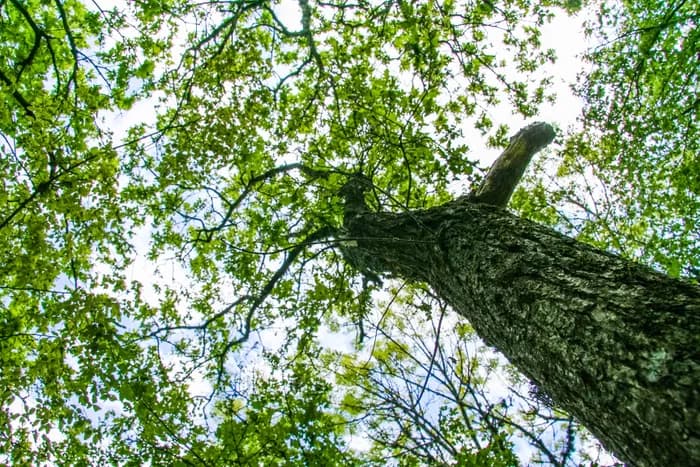 Visuel de l’événement « Stage artisanal “Robot des Bois” »