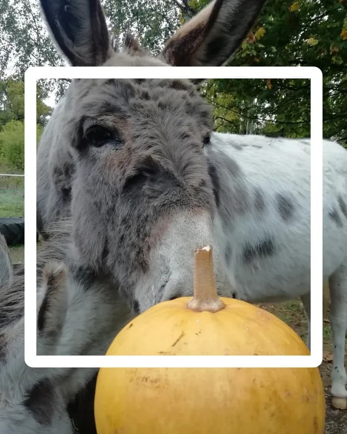 Visuel de l’événement « Balade d'Halloween avec les Zânes »