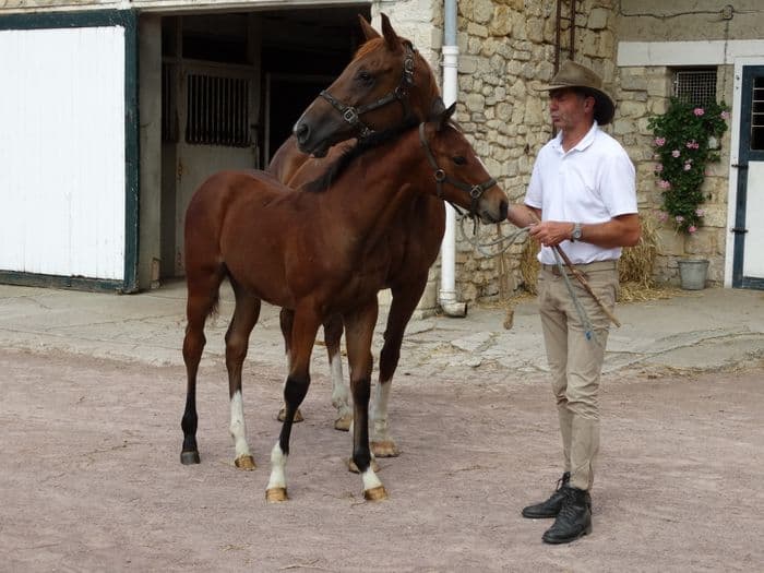 Visuel de l’événement « Visite du Haras d'Ecajeul »