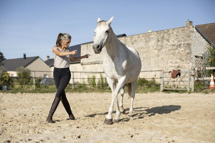 Visuel de l’événement « A la découverte du cheval à travers le travail à pied chez Zeugma Equitation »