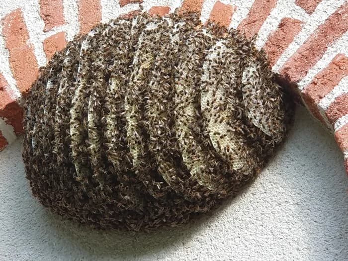 Visuel de l’événement « Cycles de formation à l'abeille et l'apiculture »