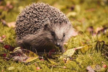 Visuel de l’événement « Des hérissons dans mon jardin ? »