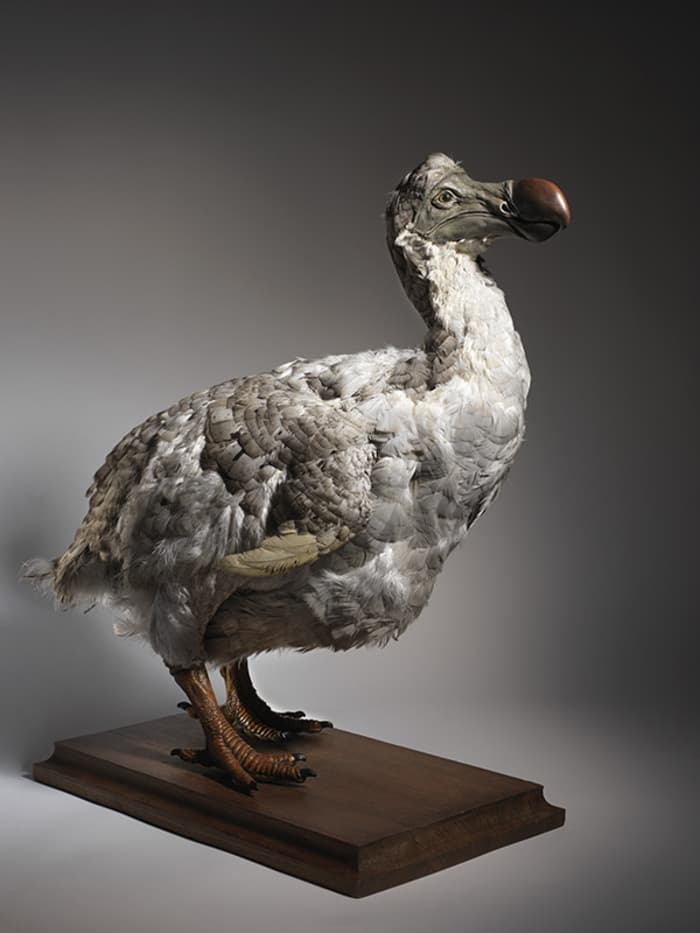 Visuel de l’événement « Visite guidée : oiseaux en danger ! »