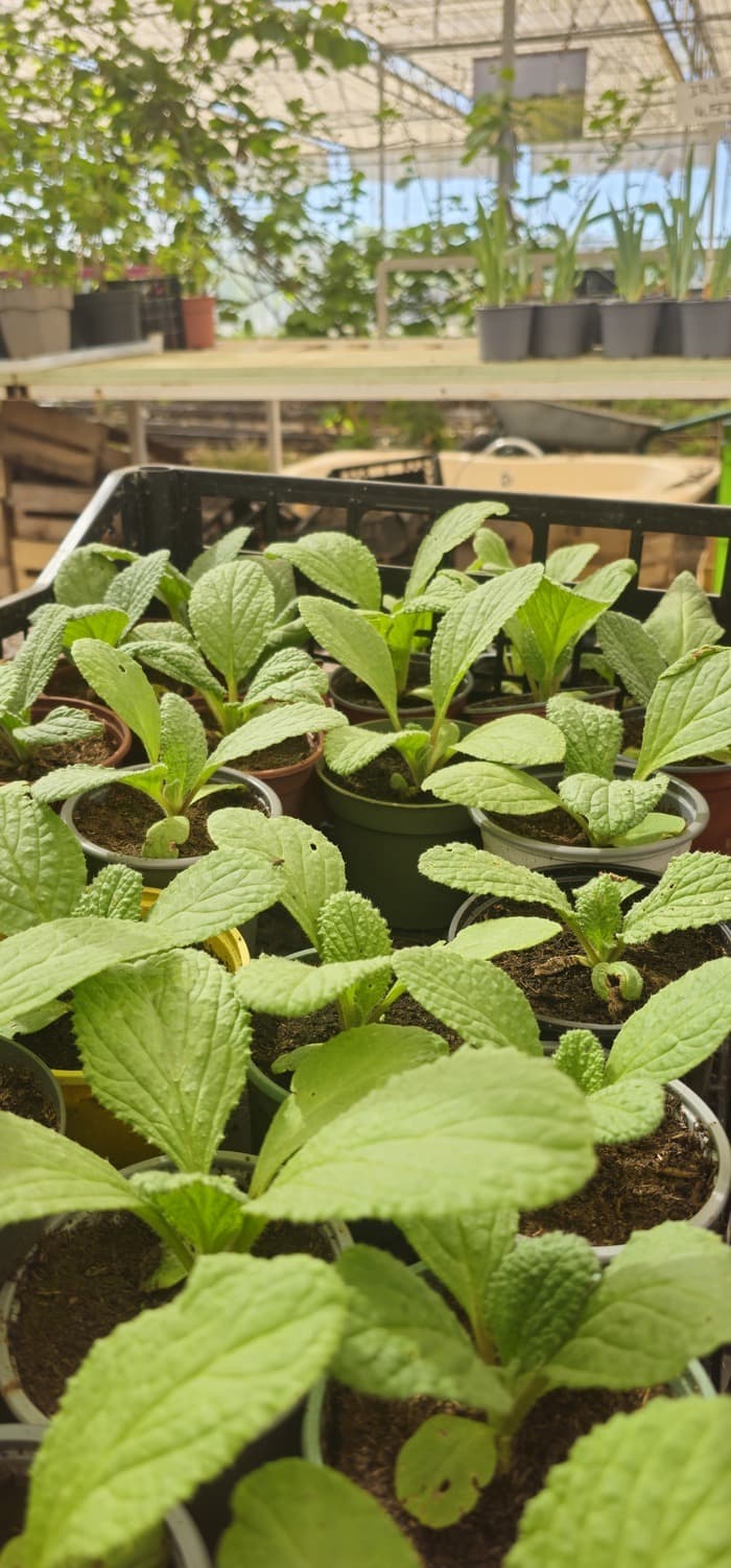 Visuel de l’événement « Atelier bouturage et multiplication des légumes »