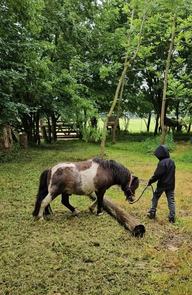 Visuel de l’événement « Atelier de médiation équine pour les enfants : À la découverte des émotions avec le cheval, chez LP Médiation Equine »
