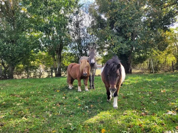 Visuel de l’événement « Atelier de médiation équine familiale : Le cheval partenaire de la relation, chez LP Médiation Equine »