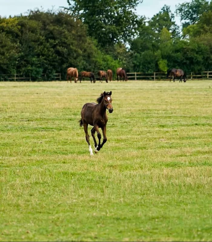Visuel de l’événement « Visite du Haras de la Huderie »