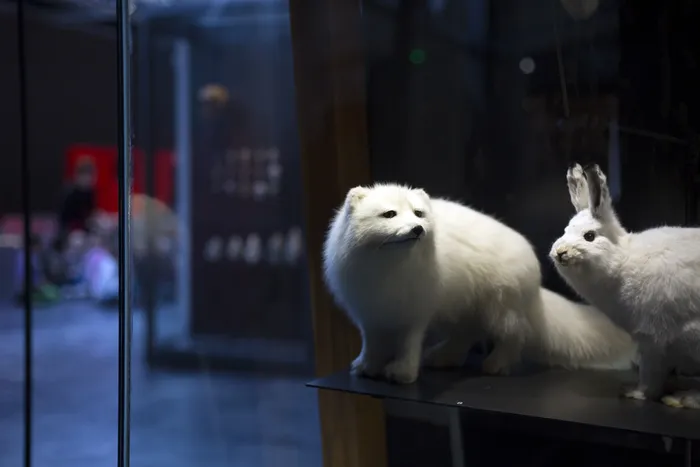 Visuel de l’événement « Musée de tout-petits (18m-3 ans) : l'hiver des animaux »