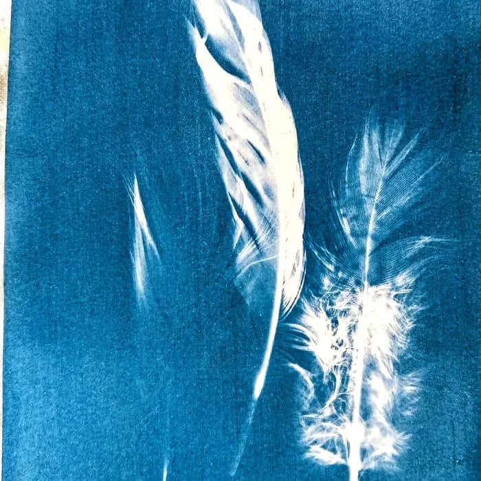 Visuel de l’événement « Atelier ados/adultes : oiseaux en cyanotype »