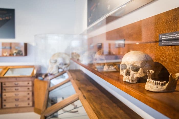 Visuel de l’événement « Musée de l'Aurignacien, la Préhistoire en Haute-Garonne »