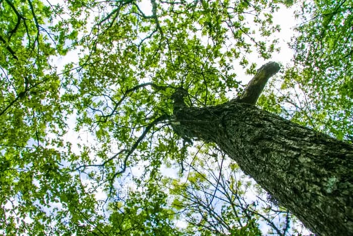 Visuel de l’événement « Comment ça vit un arbre »