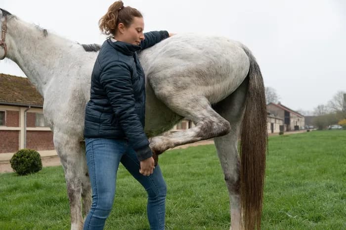 Visuel de l’événement « Ostéopathie équine, dans les coulisses des courses hippiques »